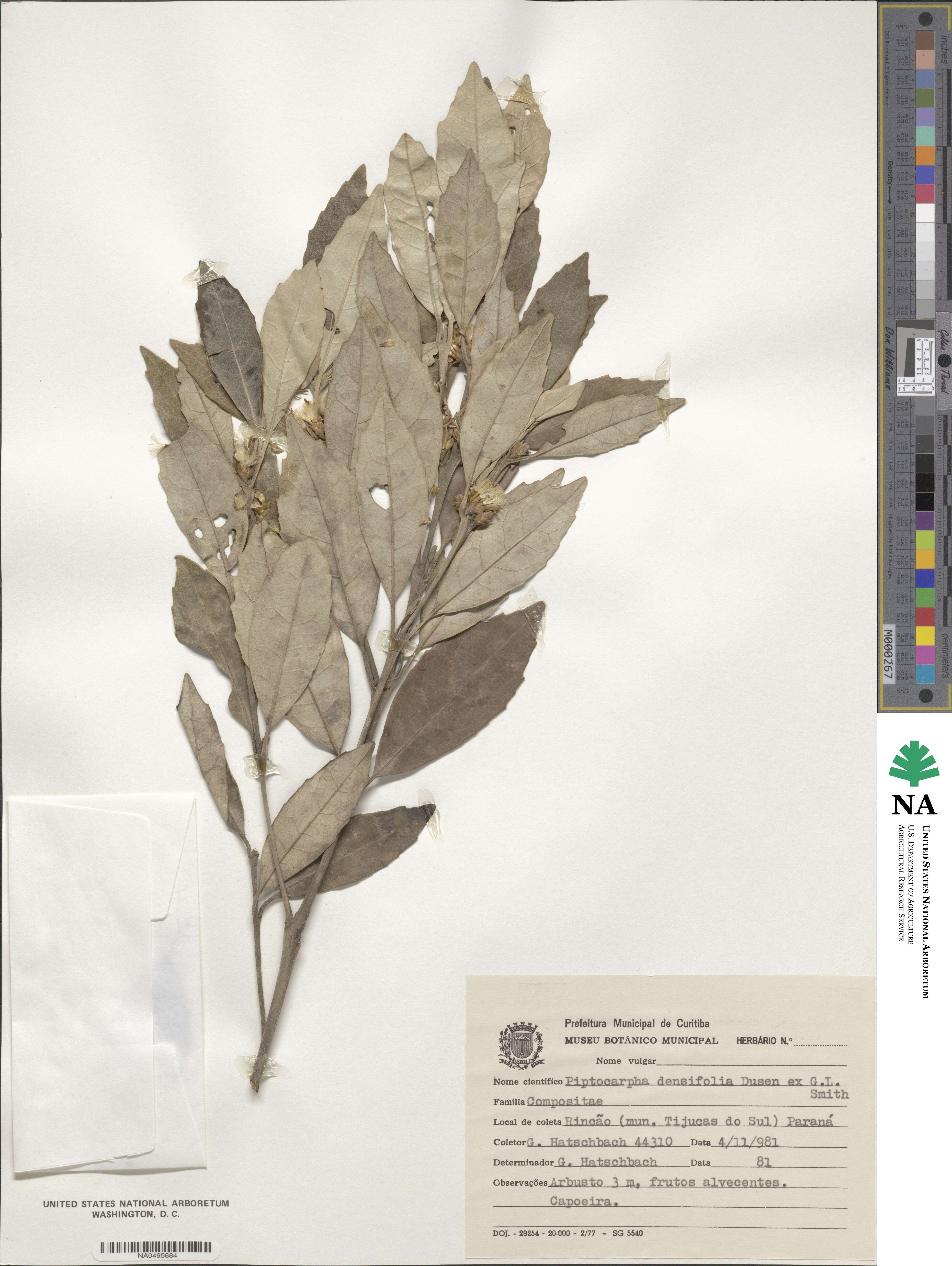 Piptocarpha densifolia image
