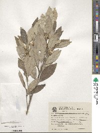 Image of Piptocarpha densifolia