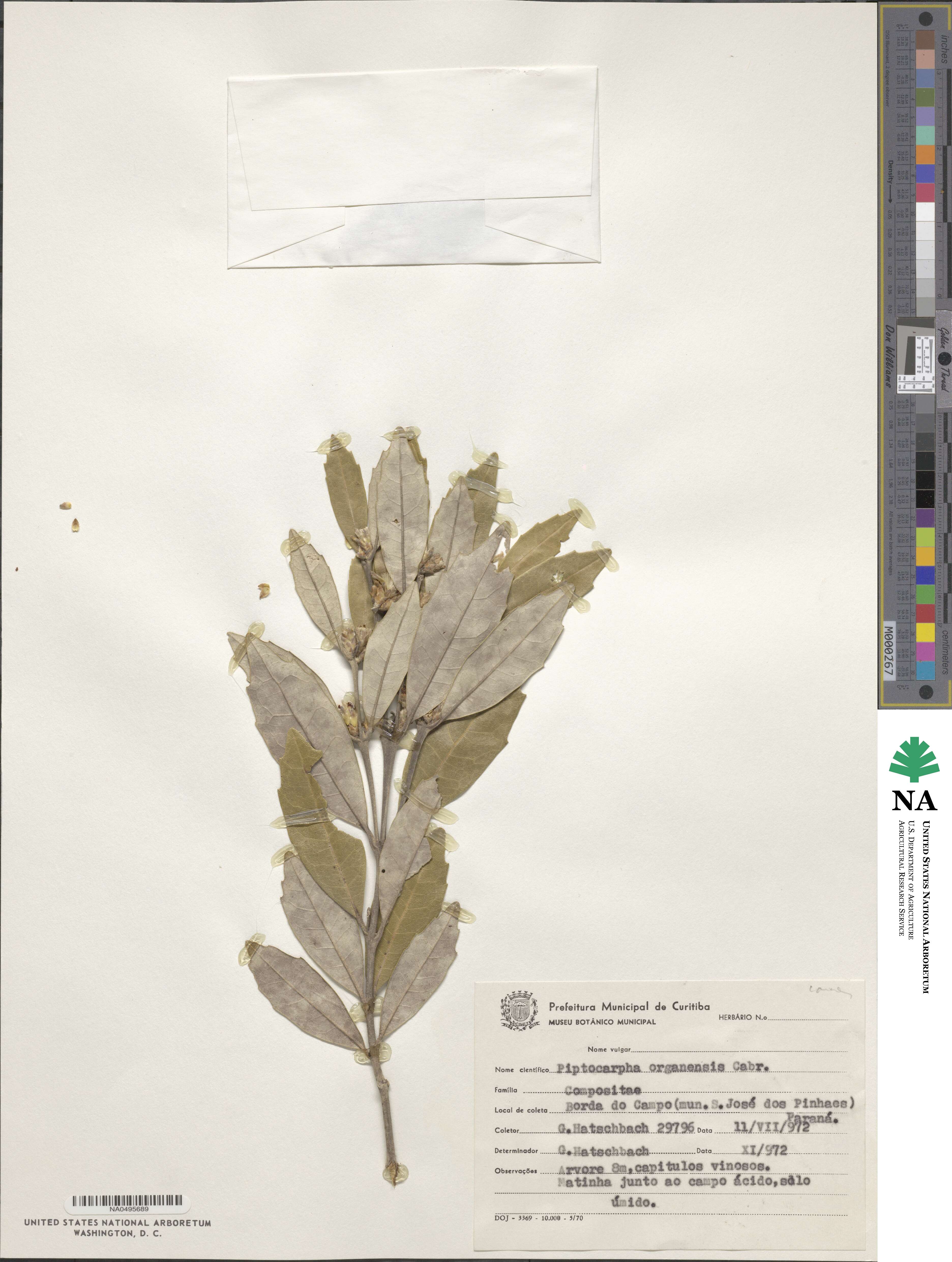 Piptocarpha organensis image