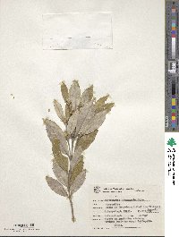 Image of Piptocarpha organensis