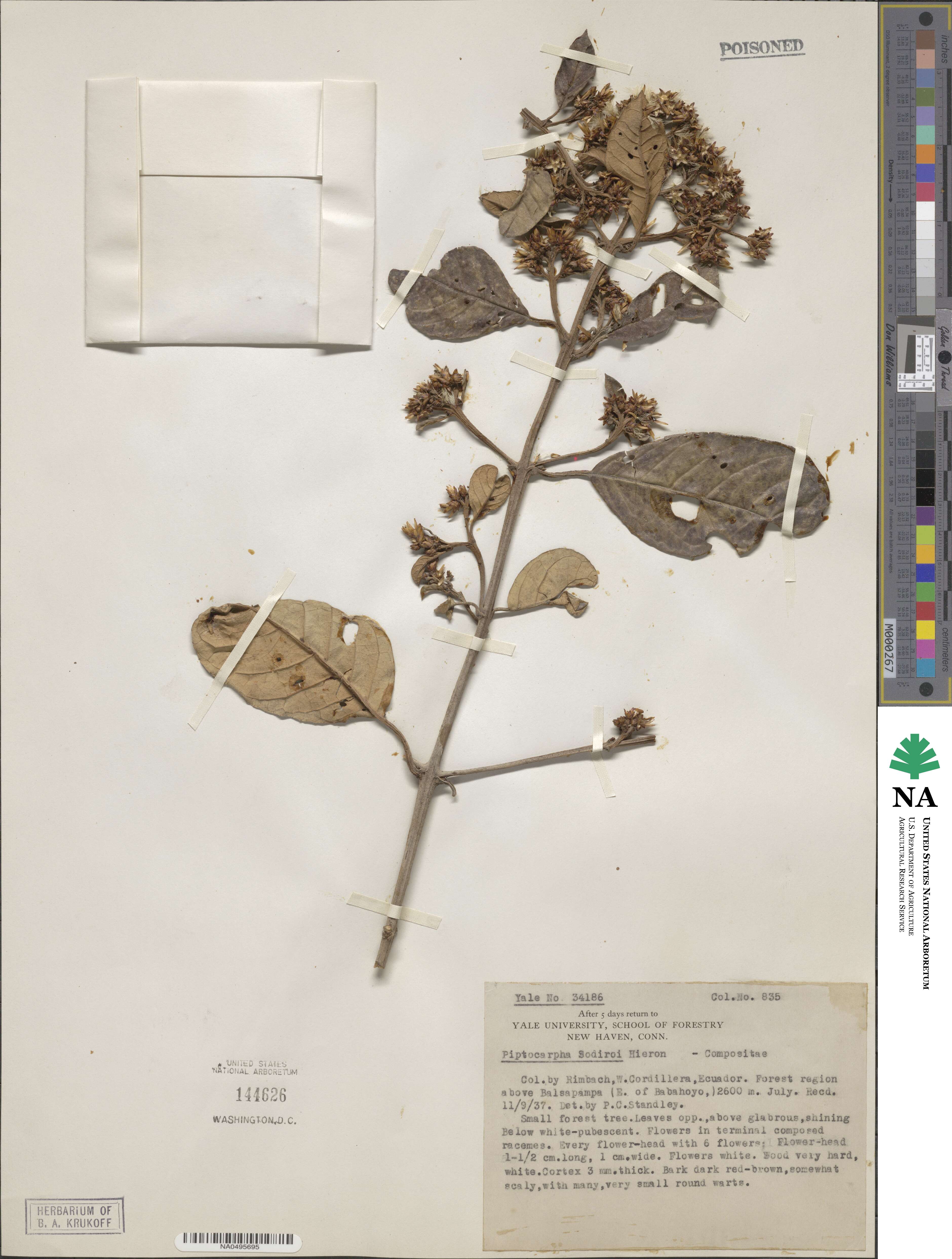Critoniopsis sodiroi image