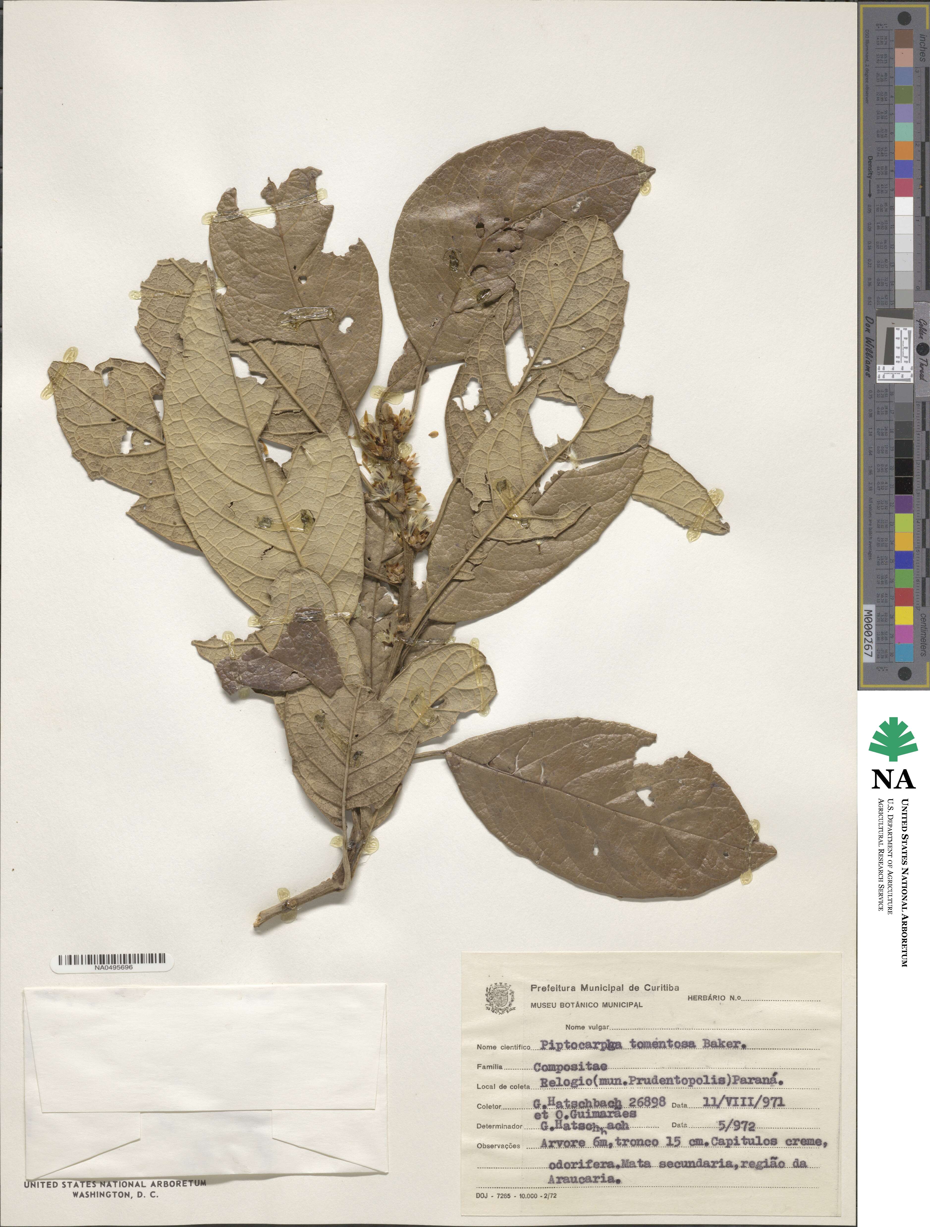 Piptocarpha tomentosa image