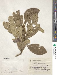 Image of Piptocarpha tomentosa