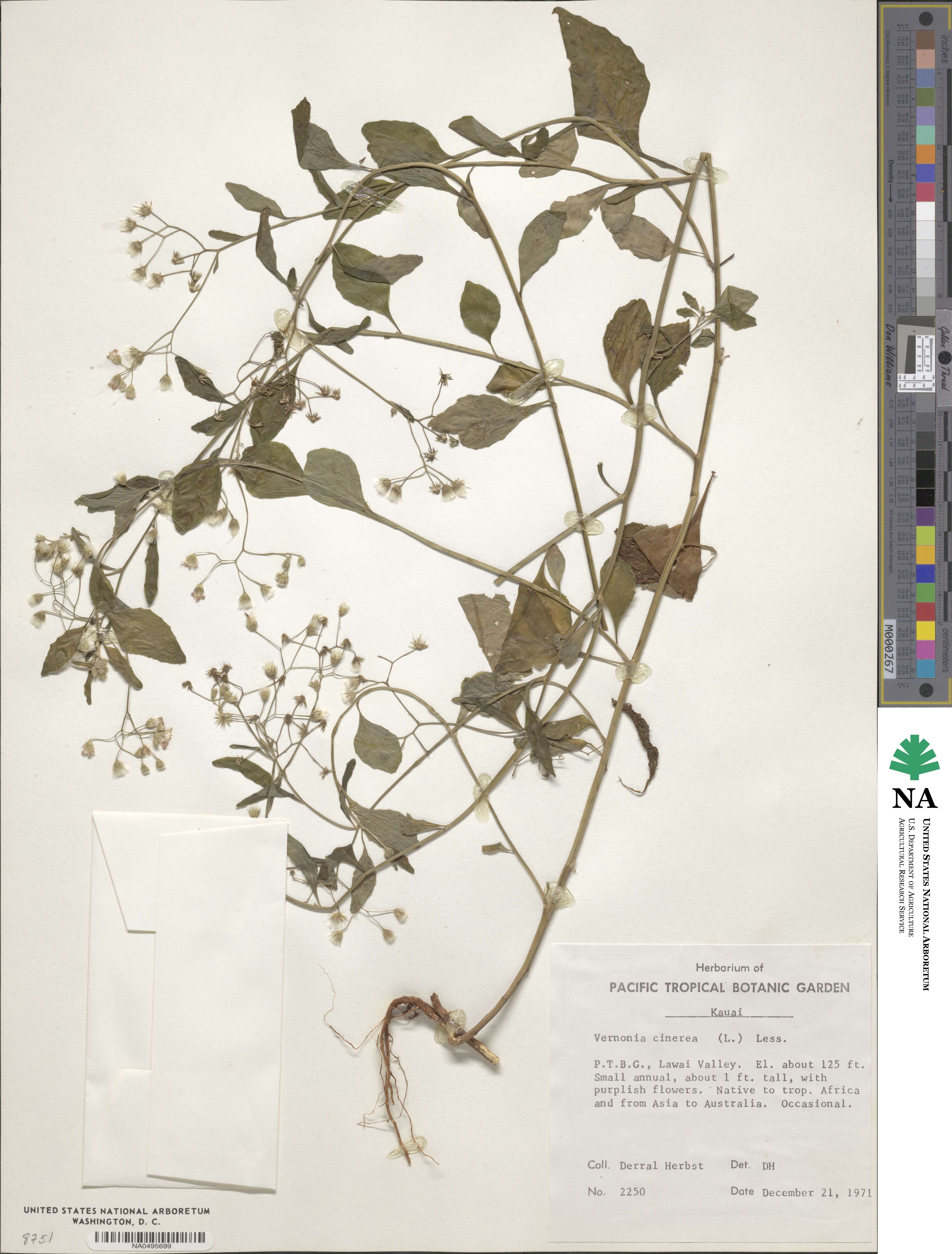 Cyanthillium cinereum image