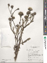 Vernoniastrum musofense var. miamensis image