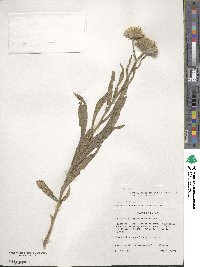 Vernoniastrum musofense var. miamensis image