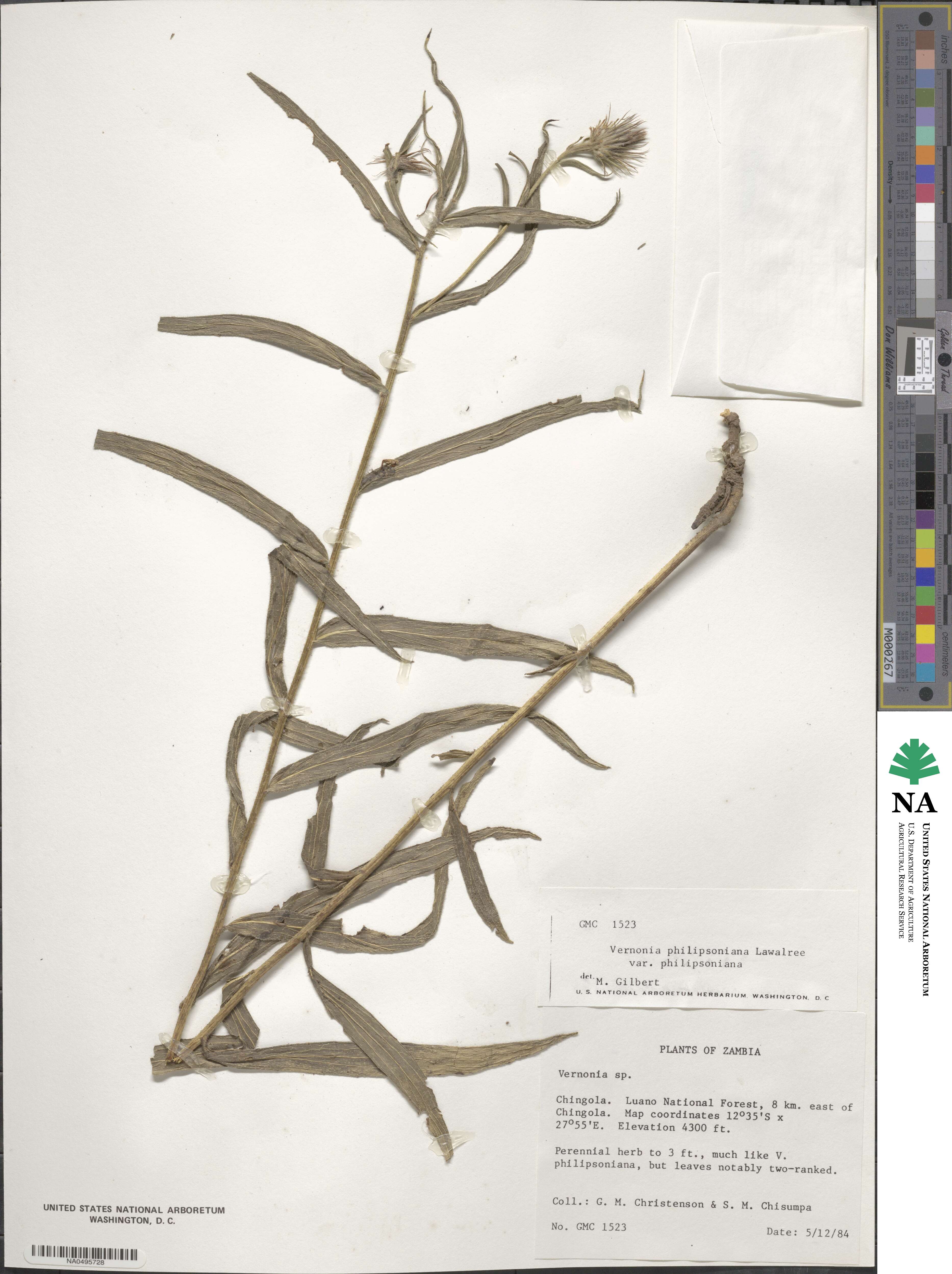 Vernoniastrum musofense var. miamensis image