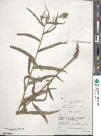 Vernoniastrum musofense var. miamensis image