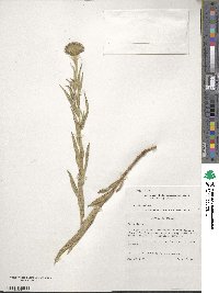 Vernoniastrum musofense image