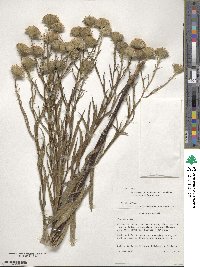 Vernoniastrum musofense var. miamensis image