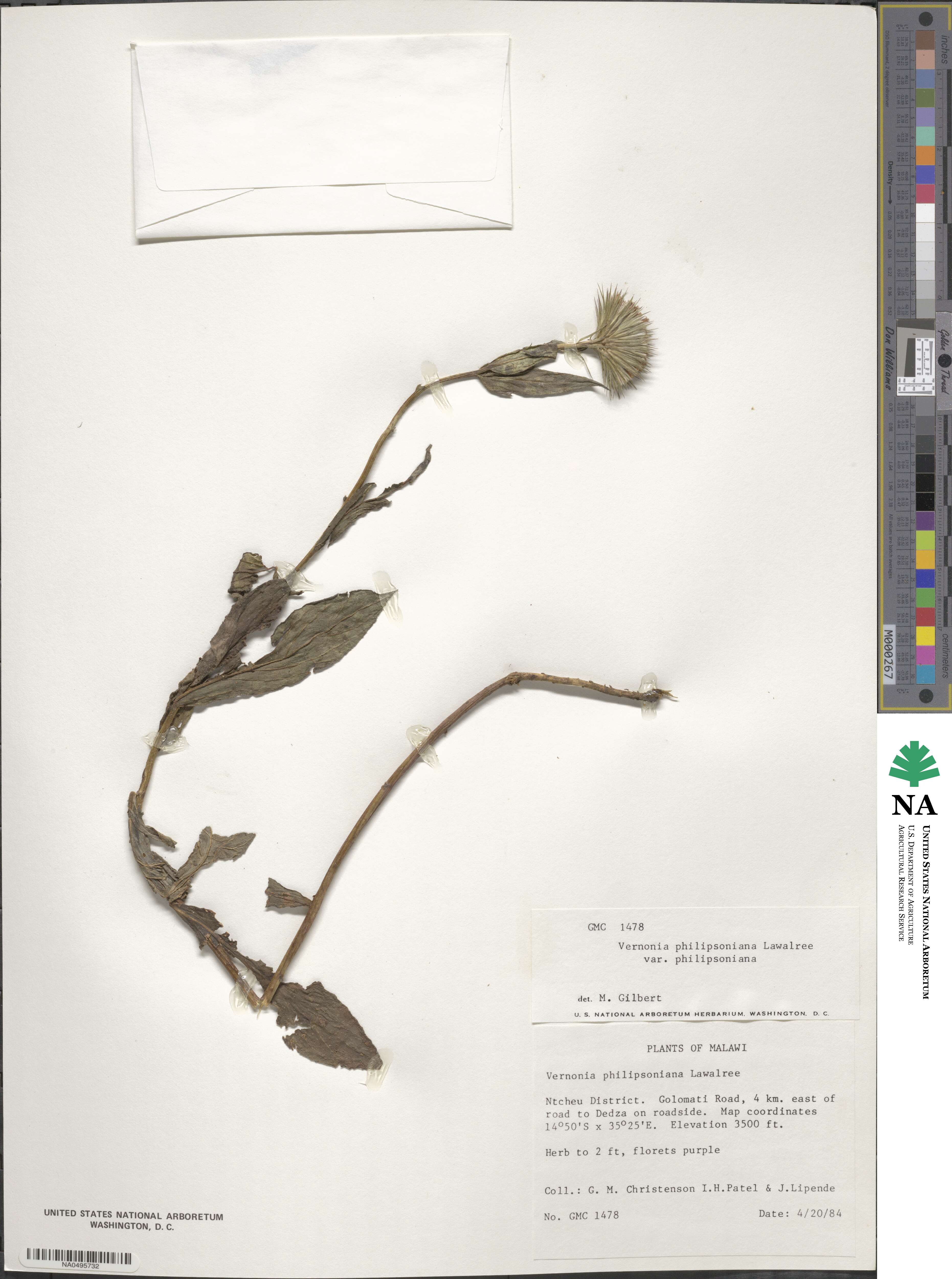 Vernoniastrum musofense var. miamensis image