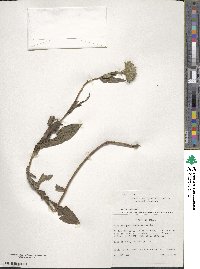 Vernoniastrum musofense image