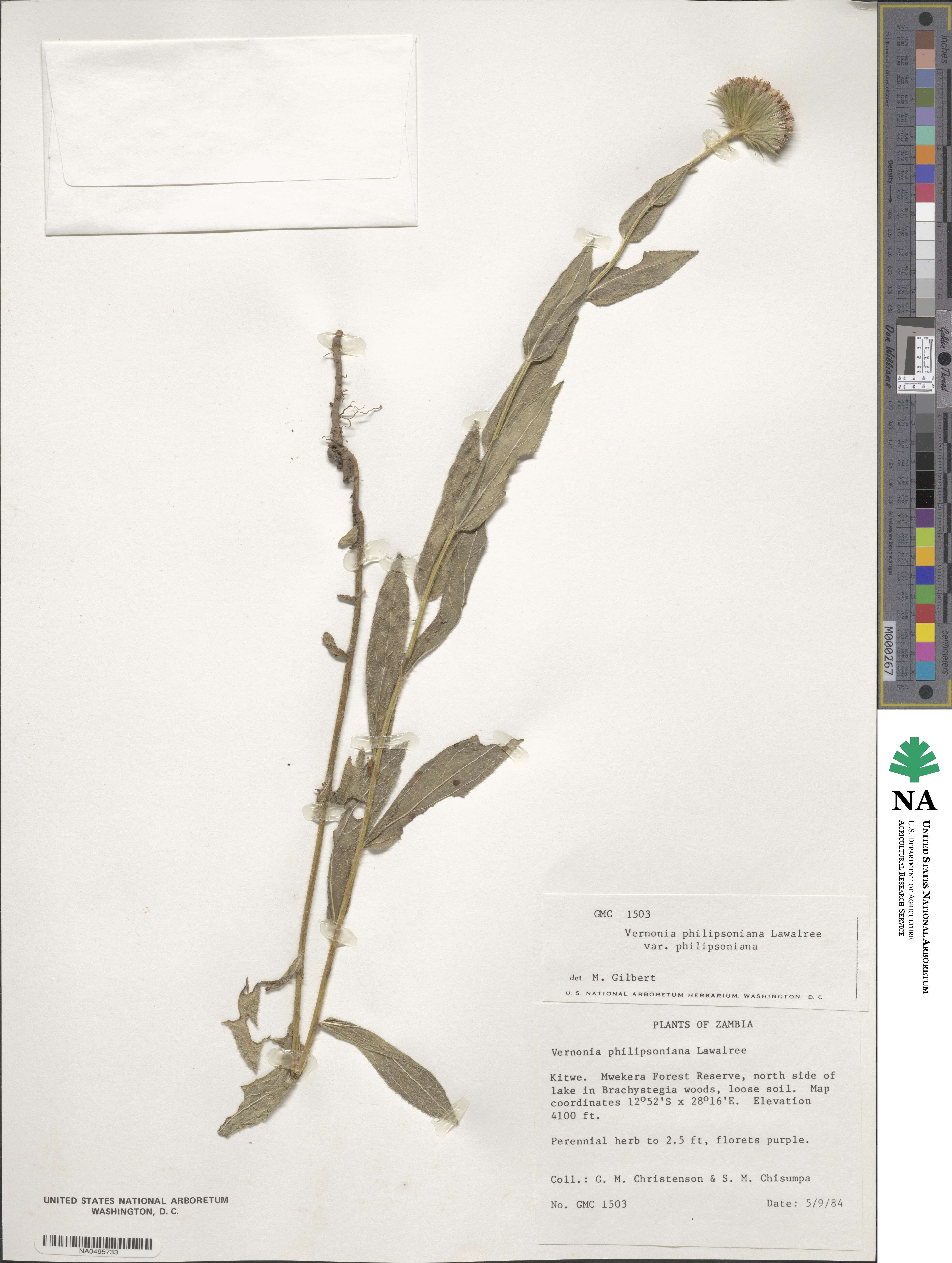 Vernoniastrum musofense var. miamensis image