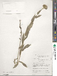 Vernoniastrum musofense var. miamensis image