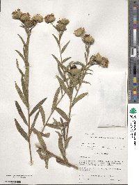 Nothovernonia purpurea image