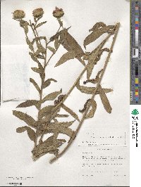 Nothovernonia purpurea image