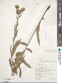 Nothovernonia purpurea image