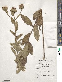 Nothovernonia purpurea image