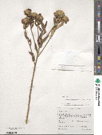 Nothovernonia purpurea image