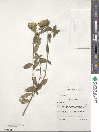 Nothovernonia purpurea image