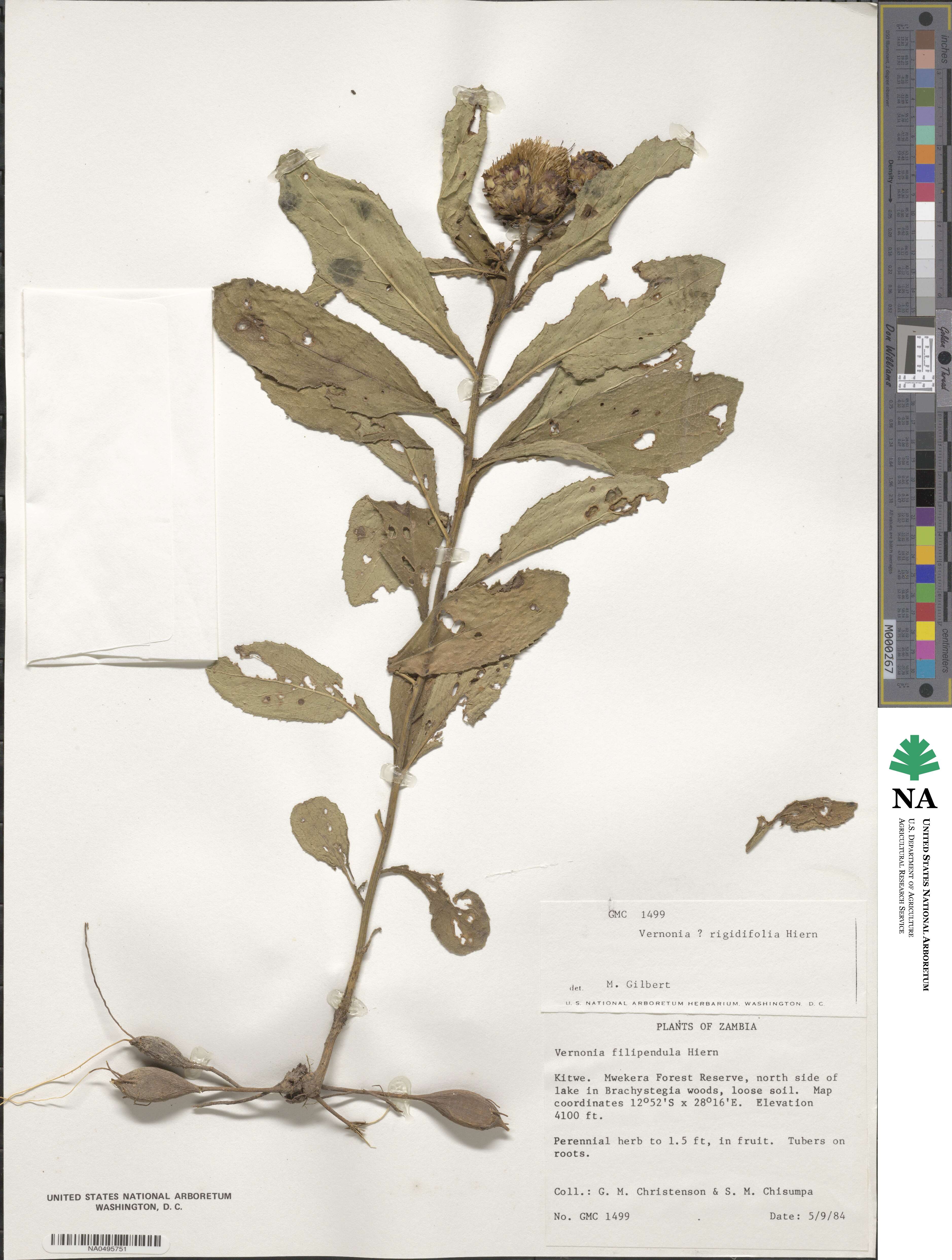 Baccharoides filipendula image