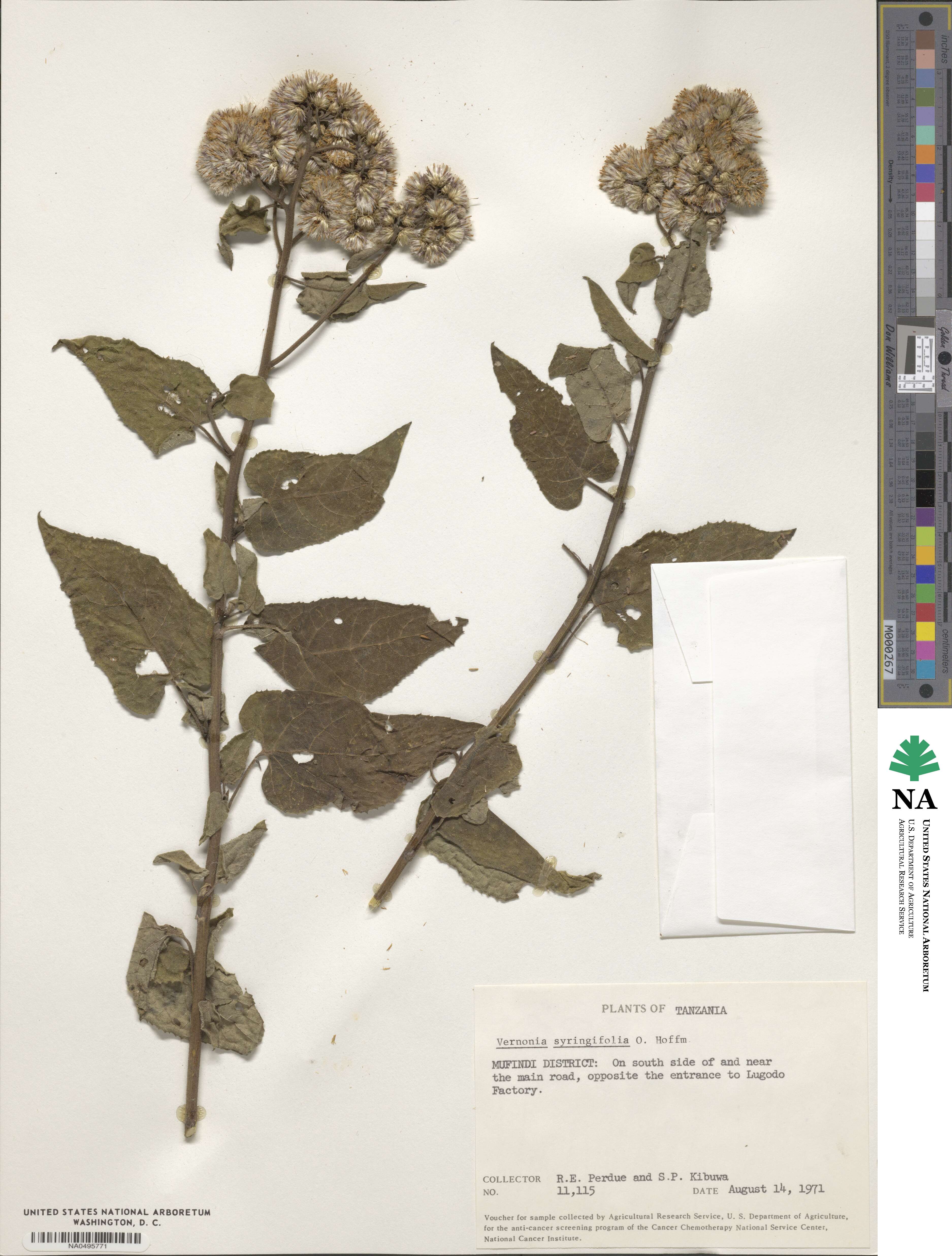 Vernonia syringifolia image