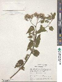 Vernonia syringifolia image