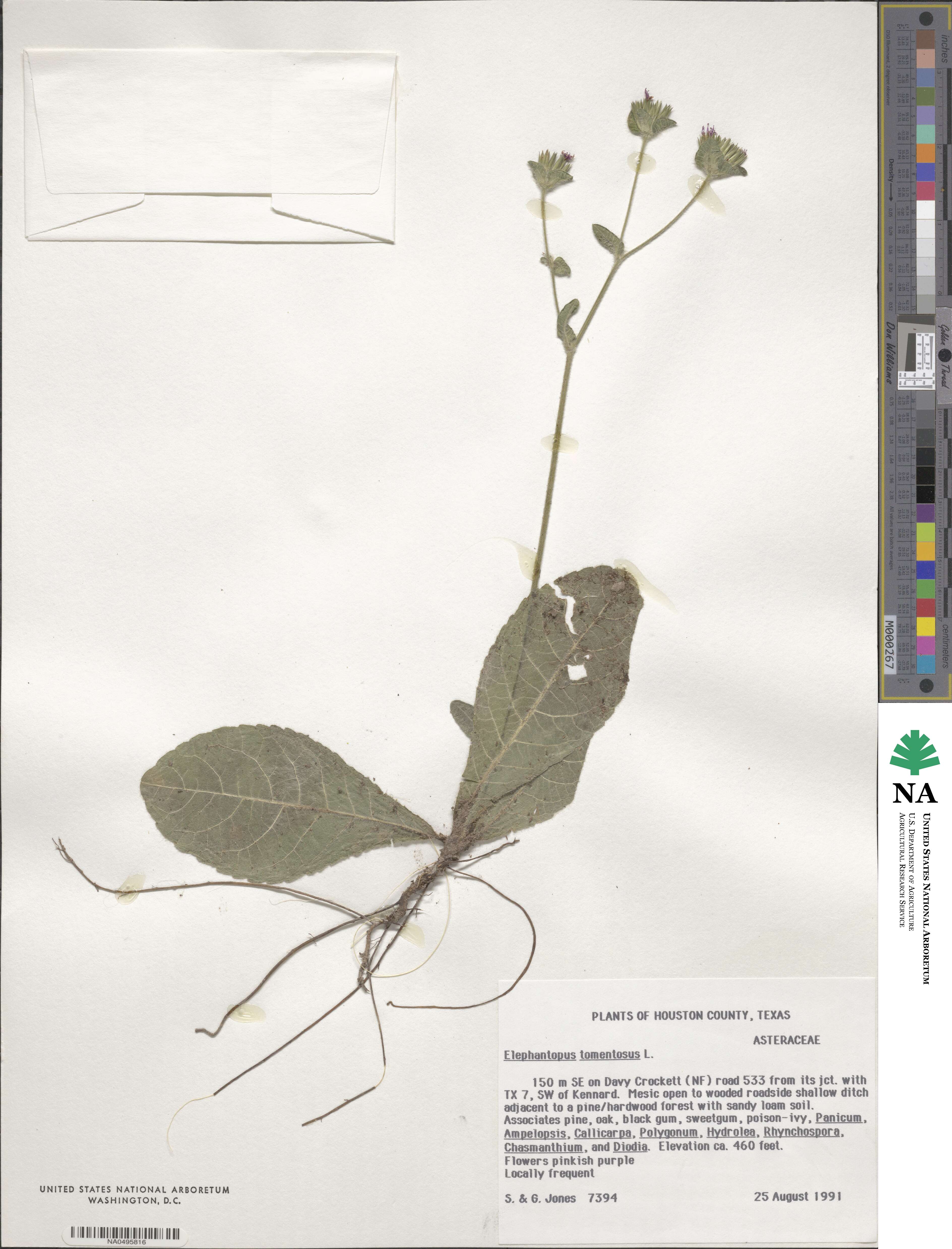 Elephantopus tomentosus image