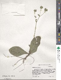 Elephantopus tomentosus image