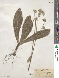 Elephantopus tomentosus image