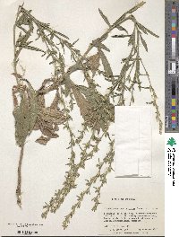 Image of Pseudelephantopus spicatus