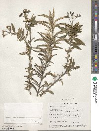 Piptocoma antillana image