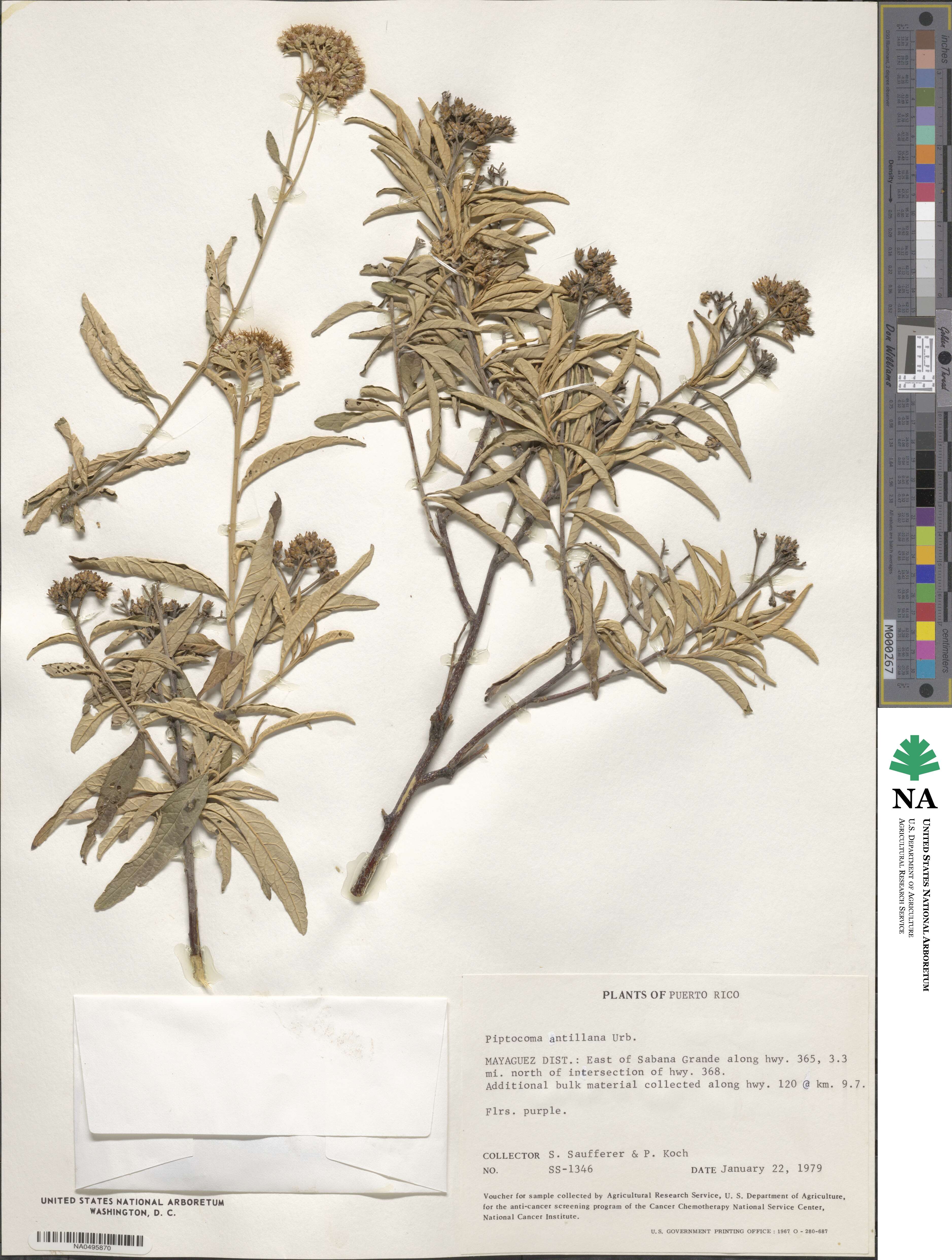Piptocoma antillana image