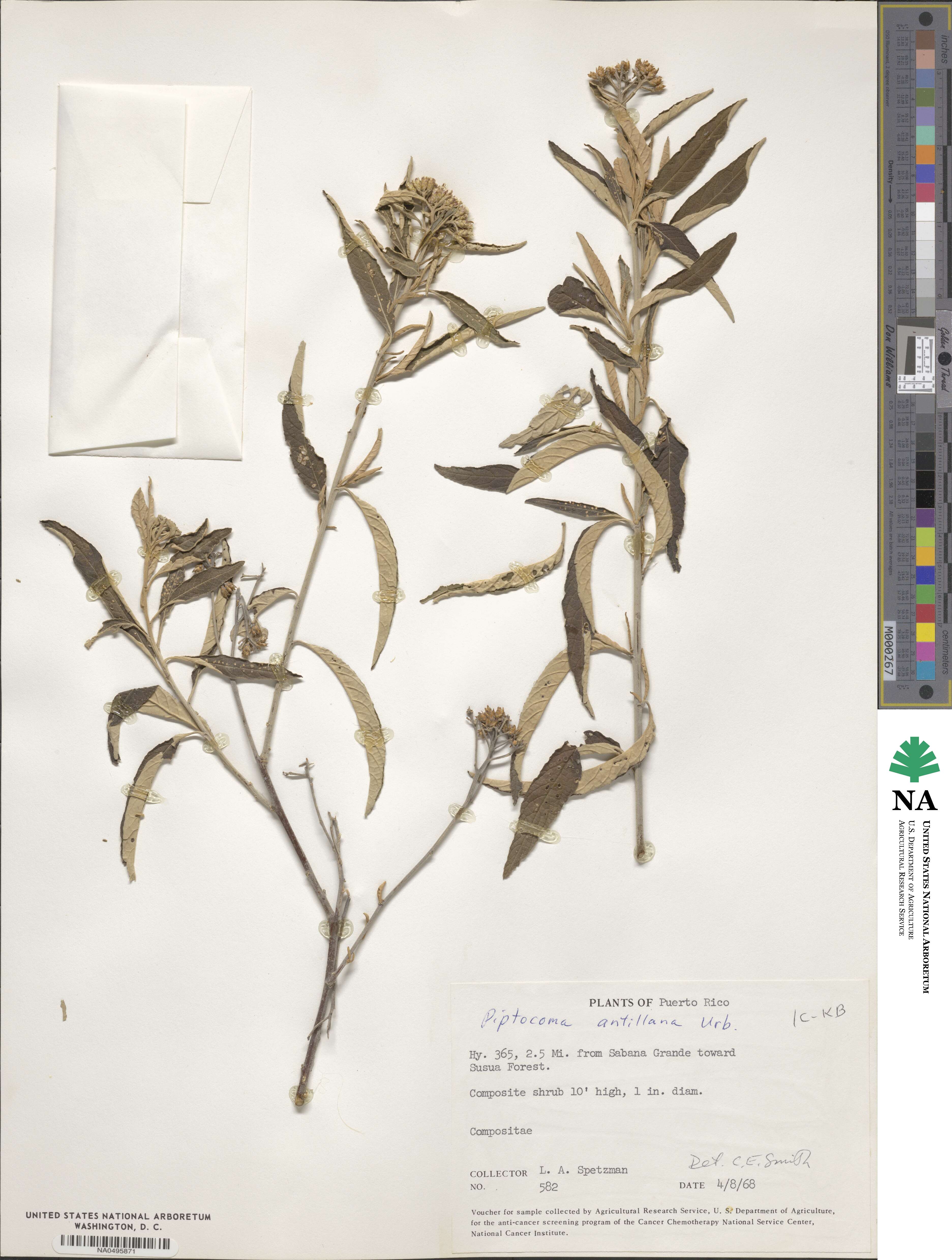 Piptocoma antillana image