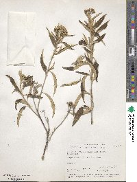 Piptocoma antillana image