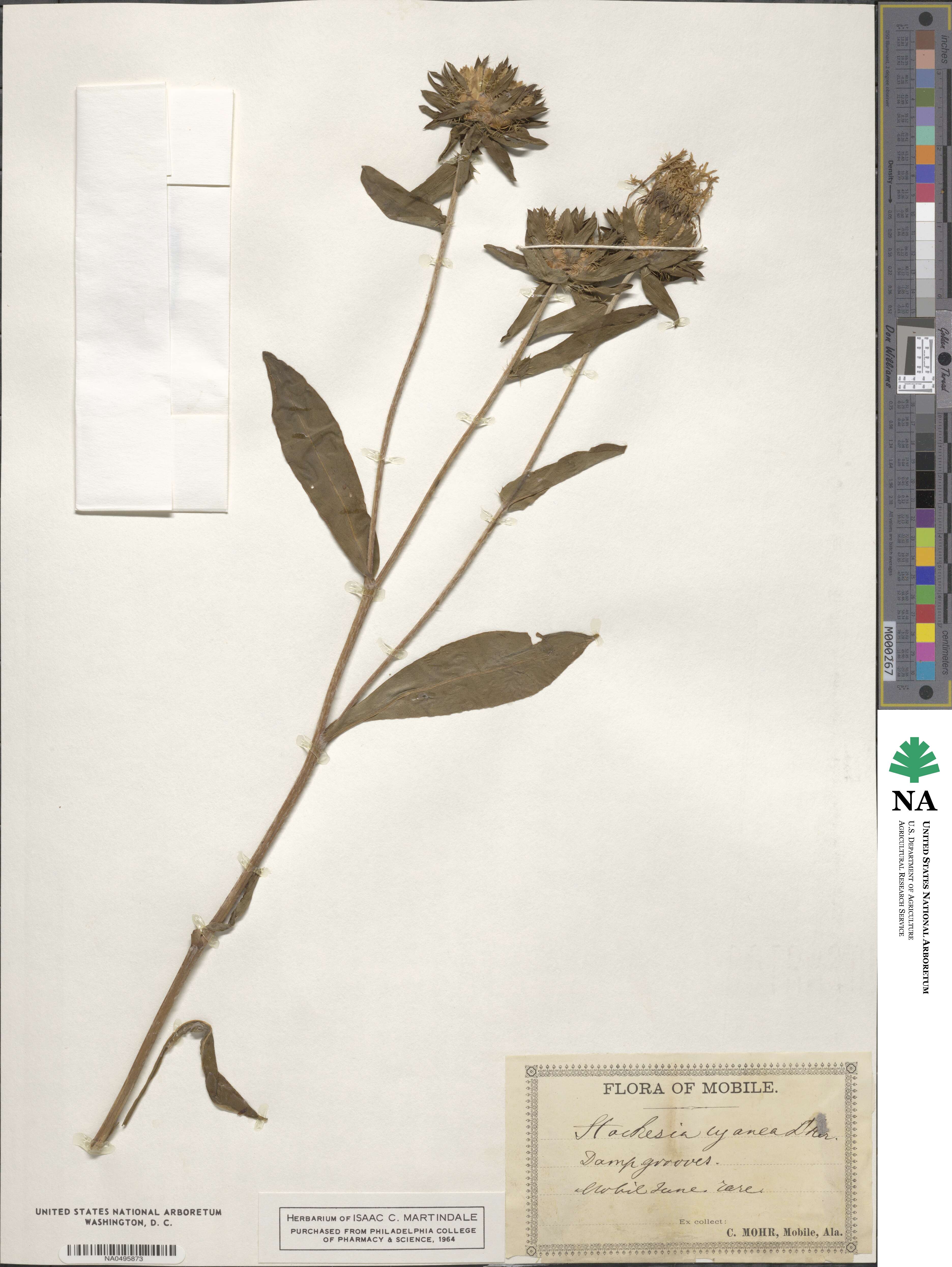 Stokesia laevis image