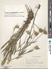 Stokesia laevis image