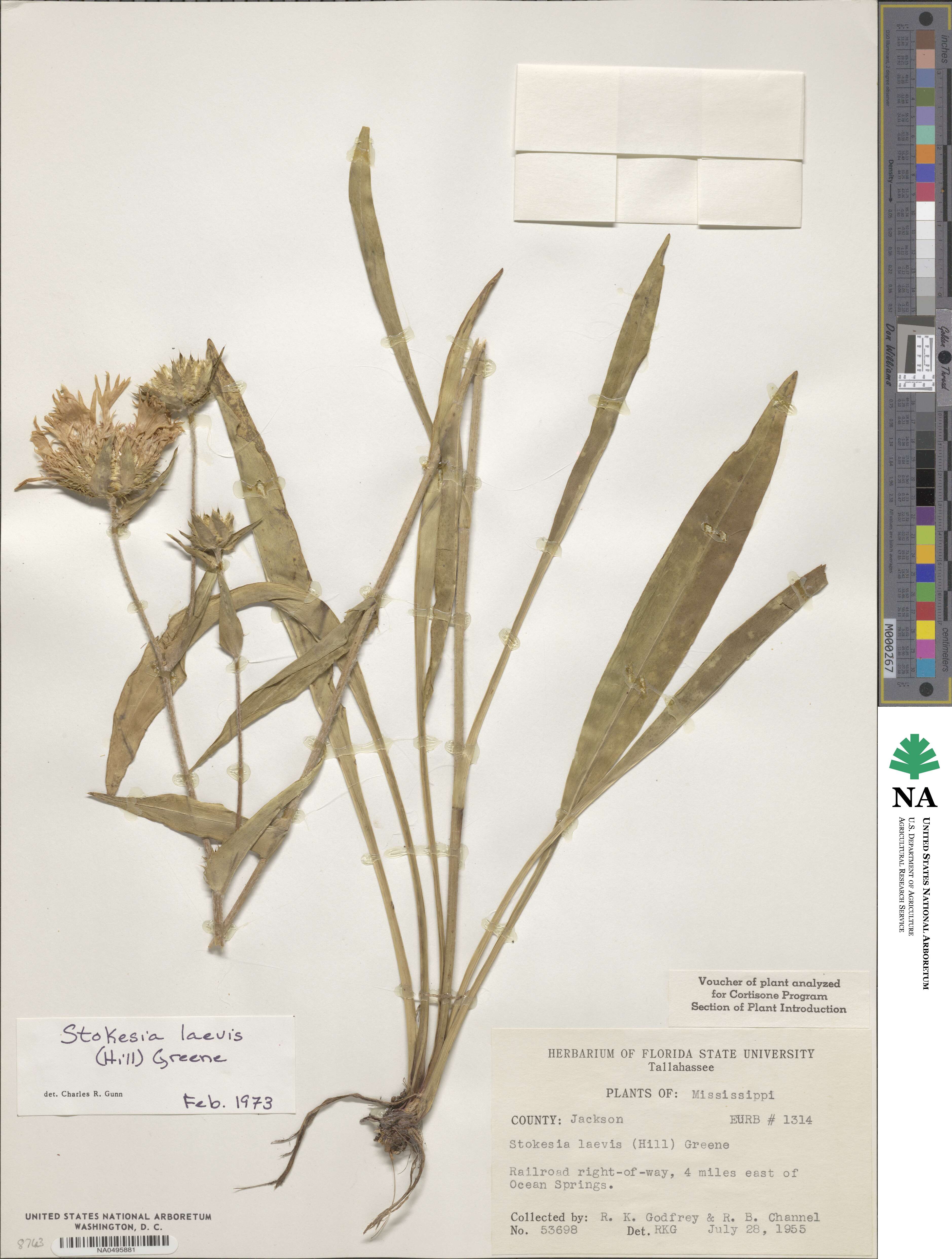 Stokesia laevis image