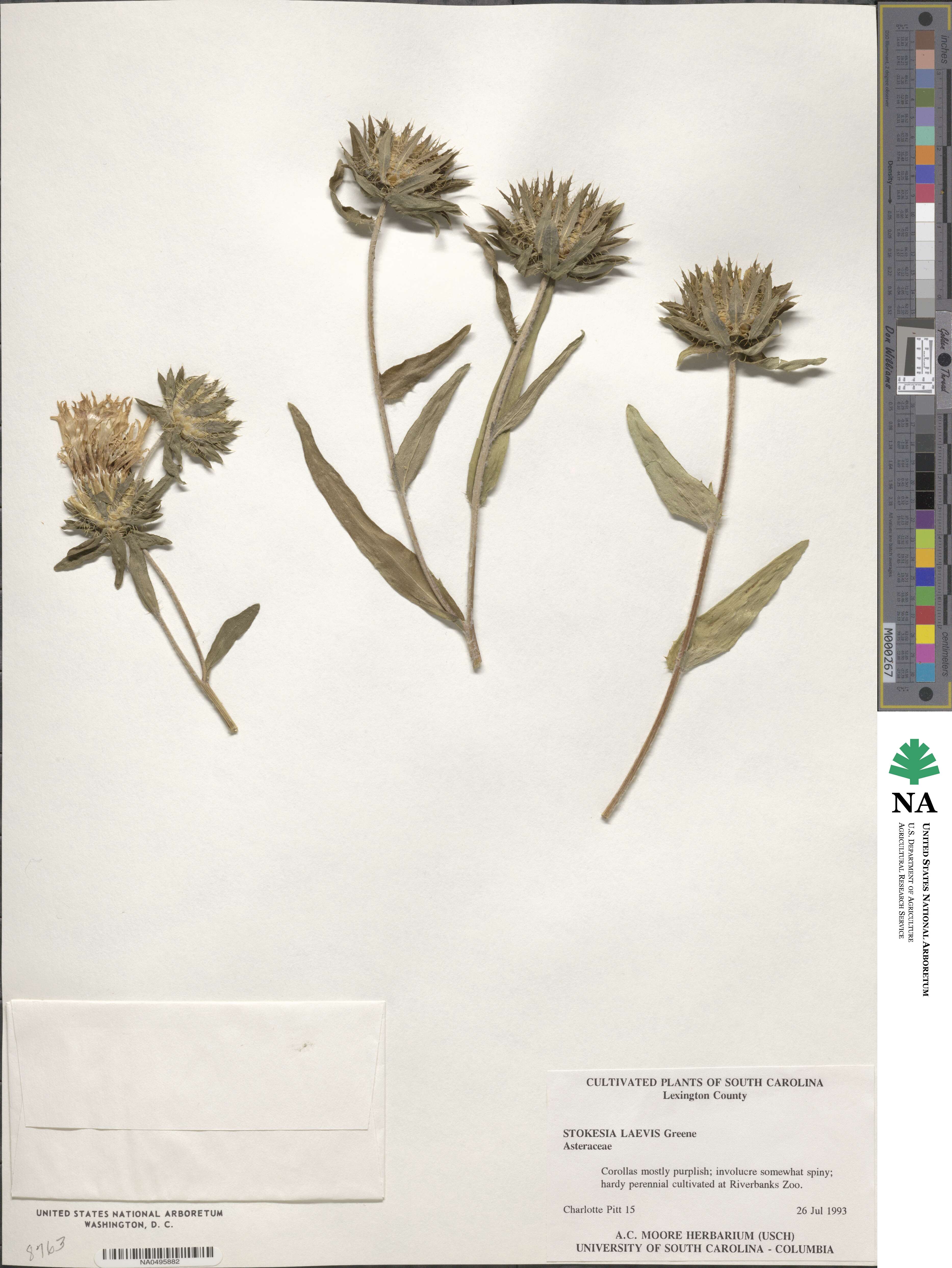 Stokesia laevis image