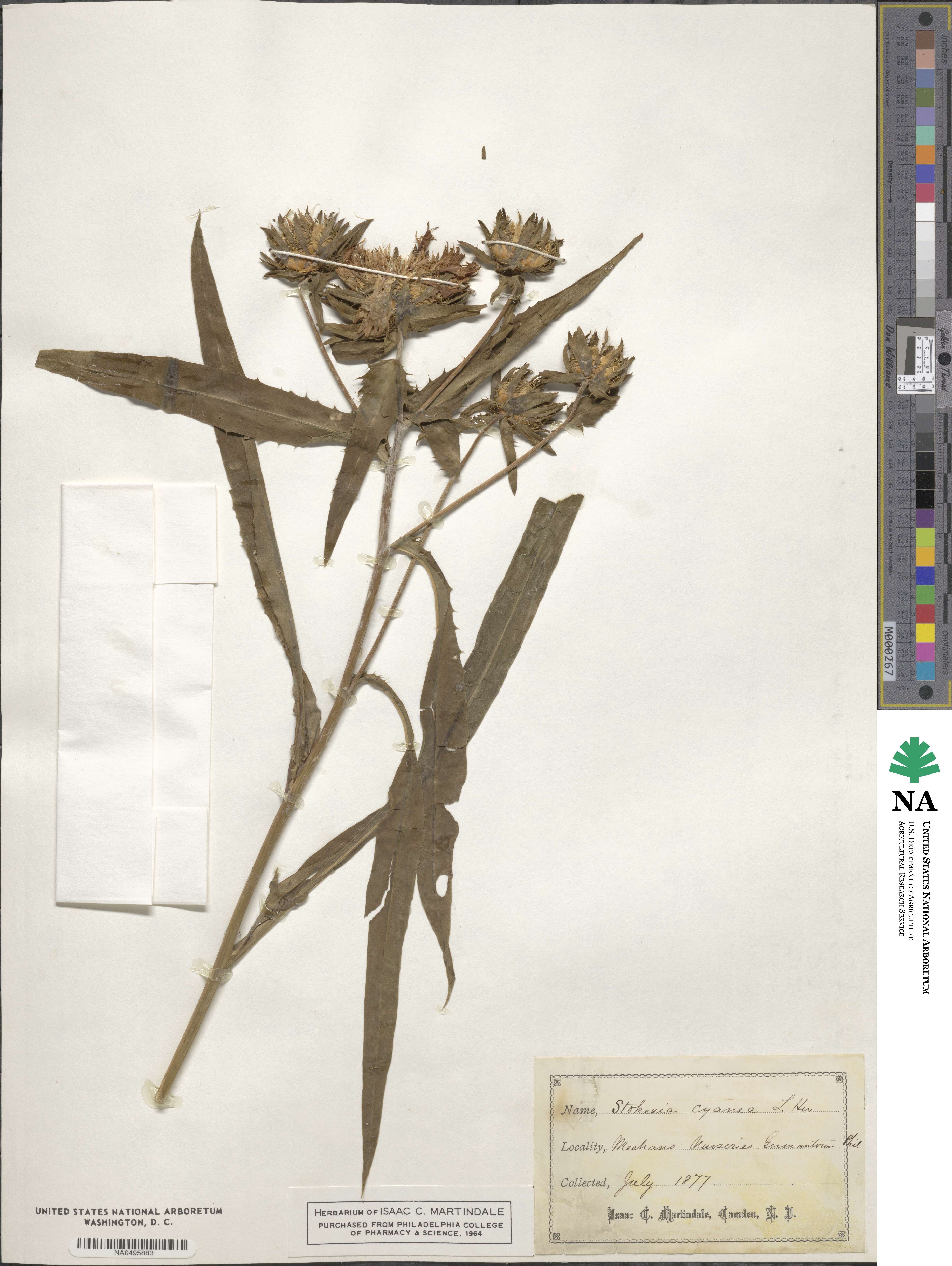 Stokesia laevis image