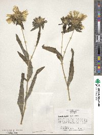 Stokesia laevis image