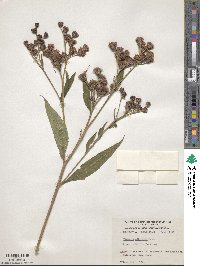 Vernonia altissima image