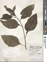 Gymnanthemum amygdalinum image