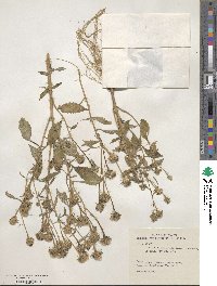 Baccharoides anthelmintica image