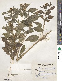 Baccharoides anthelmintica image