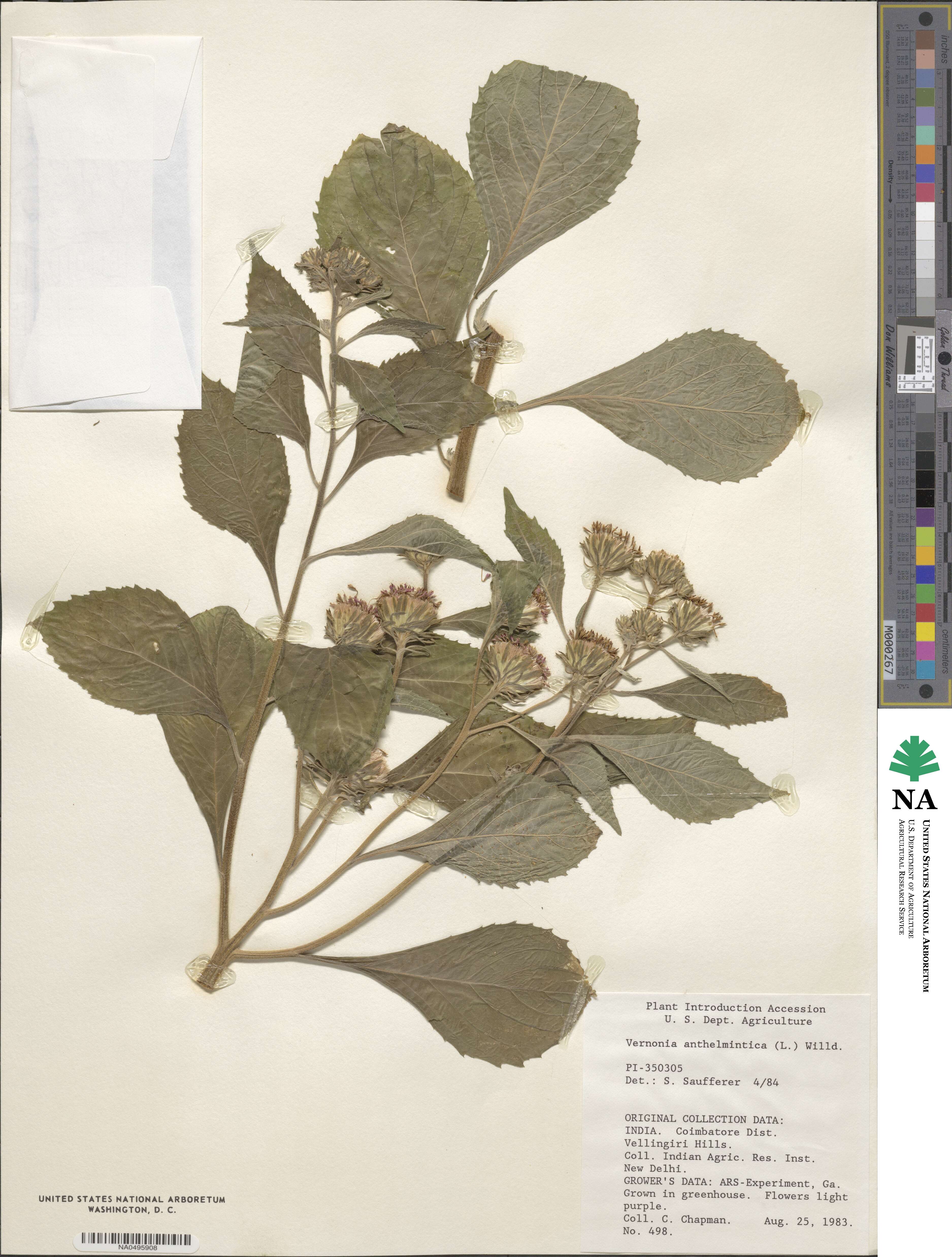 Baccharoides anthelmintica image