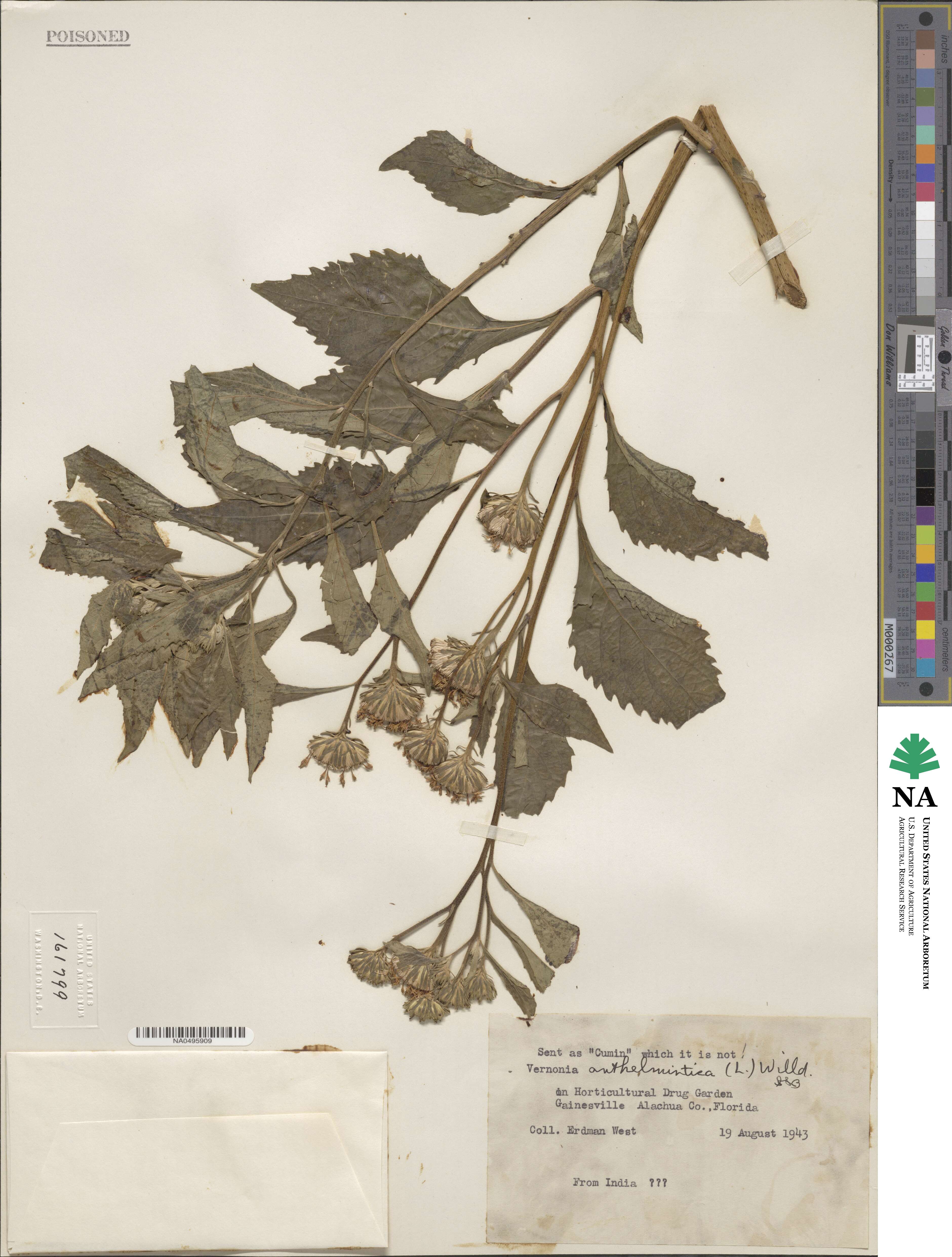 Baccharoides anthelmintica image