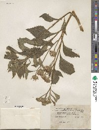 Baccharoides anthelmintica image