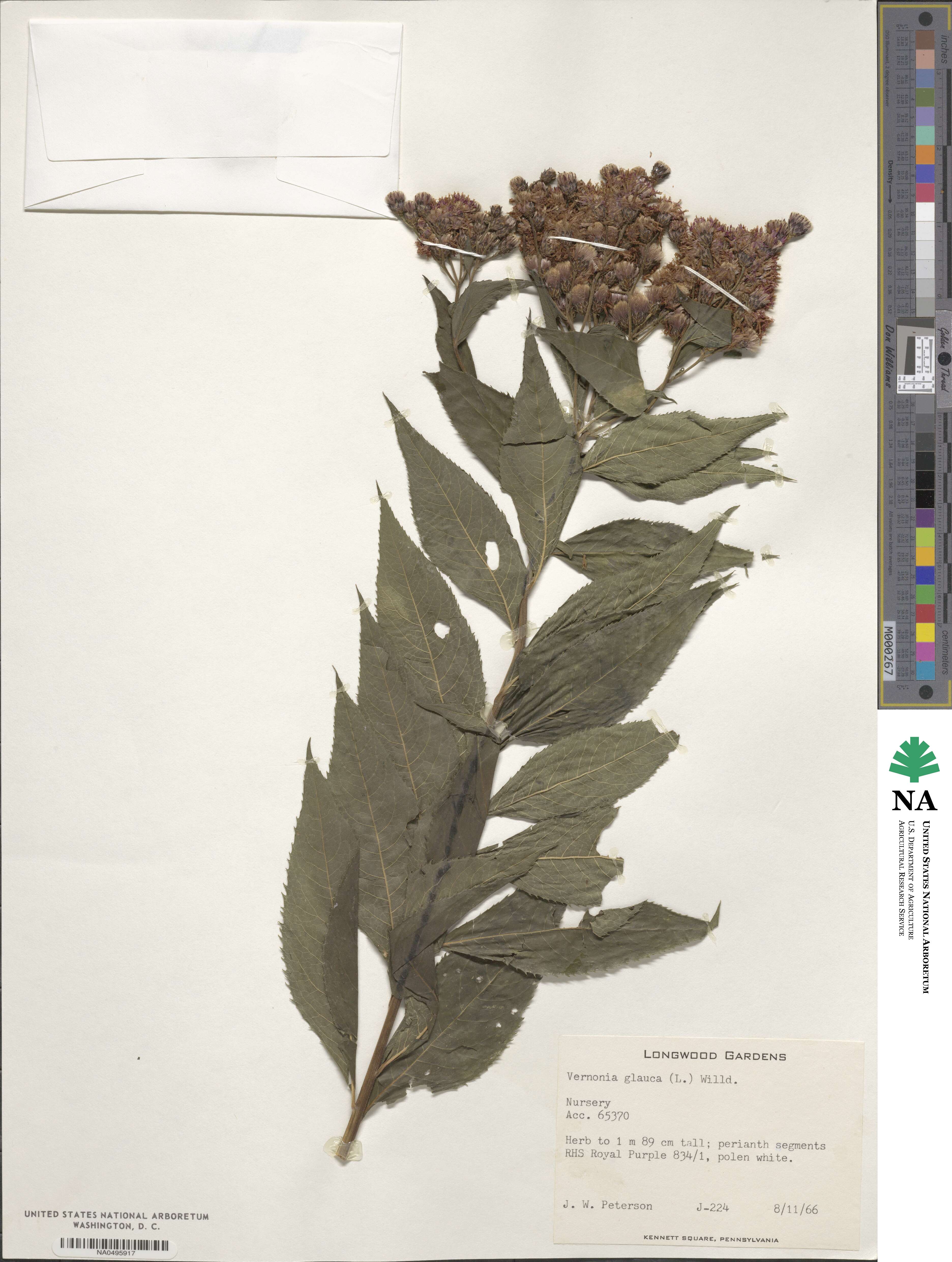 Vernonia glauca image