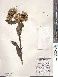 Vernonia hymenolepis image